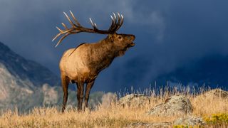 A bull elk bugling