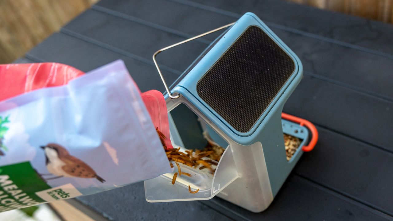 Refilling the Bird Buddy 2 with worms