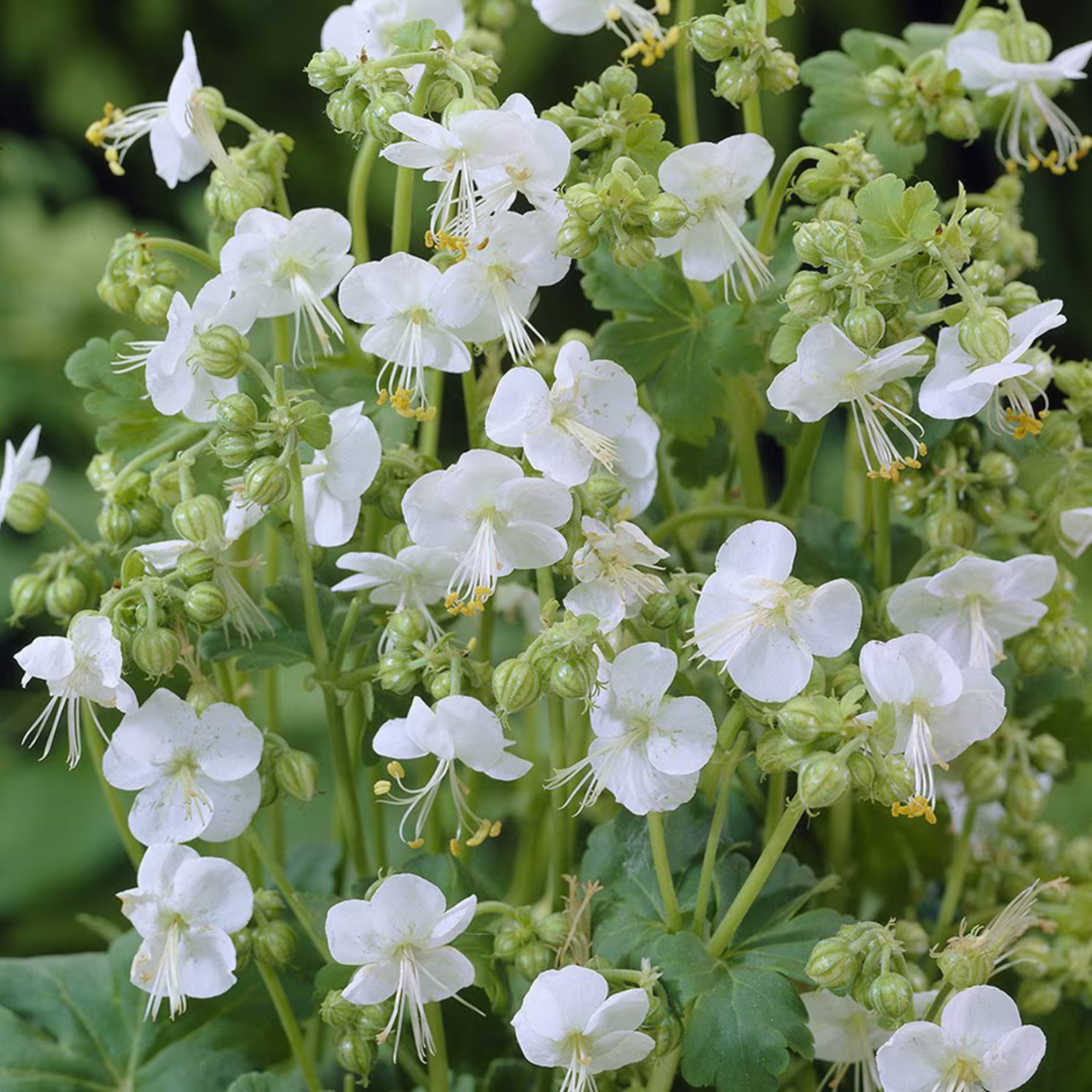 Geranium macrorrhizum 'White-Ness'