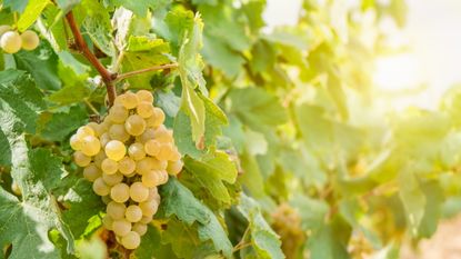 Green grapes growing on a vine