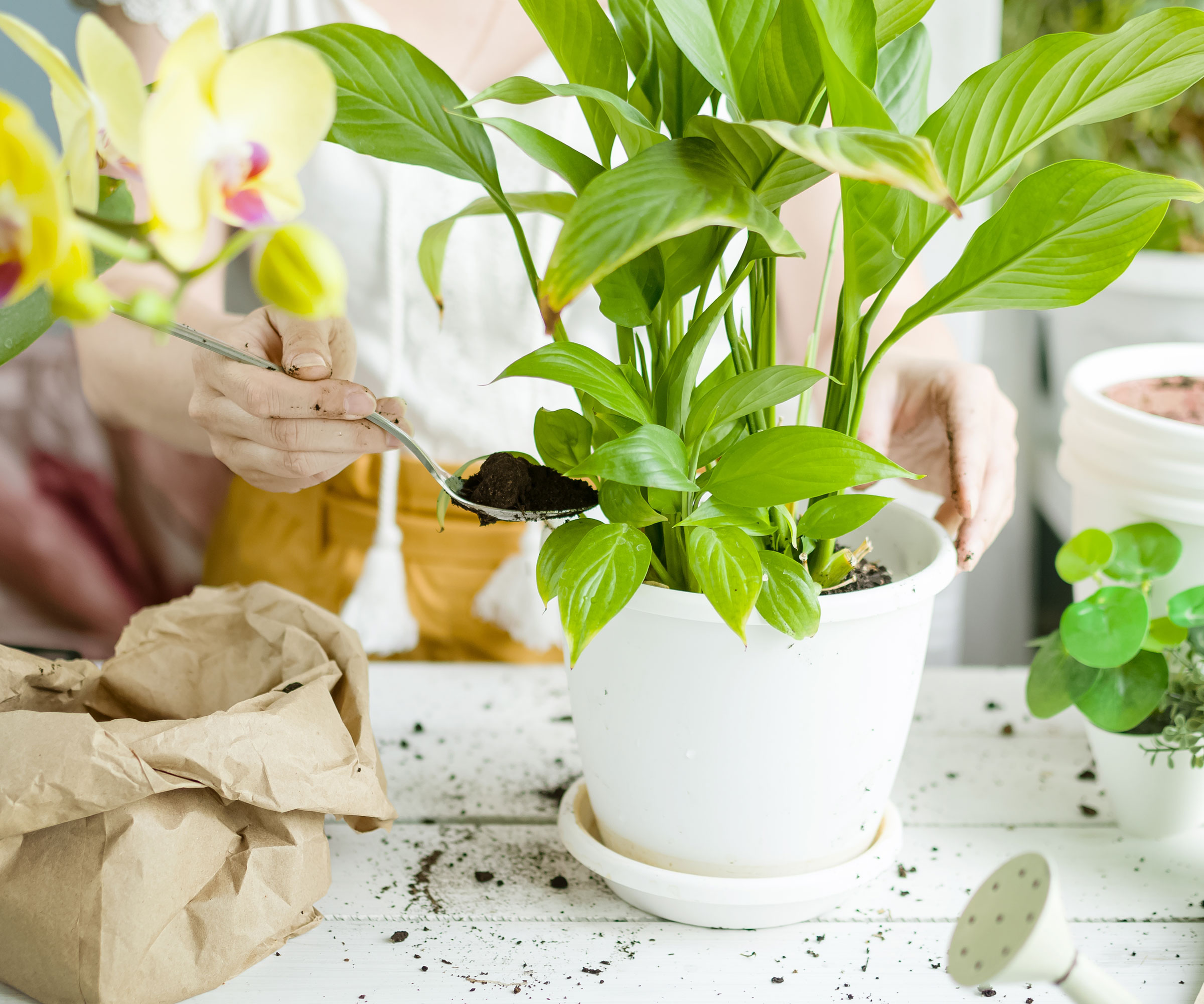 peace lily houseplant in white pot getting a topdressing of potting soil