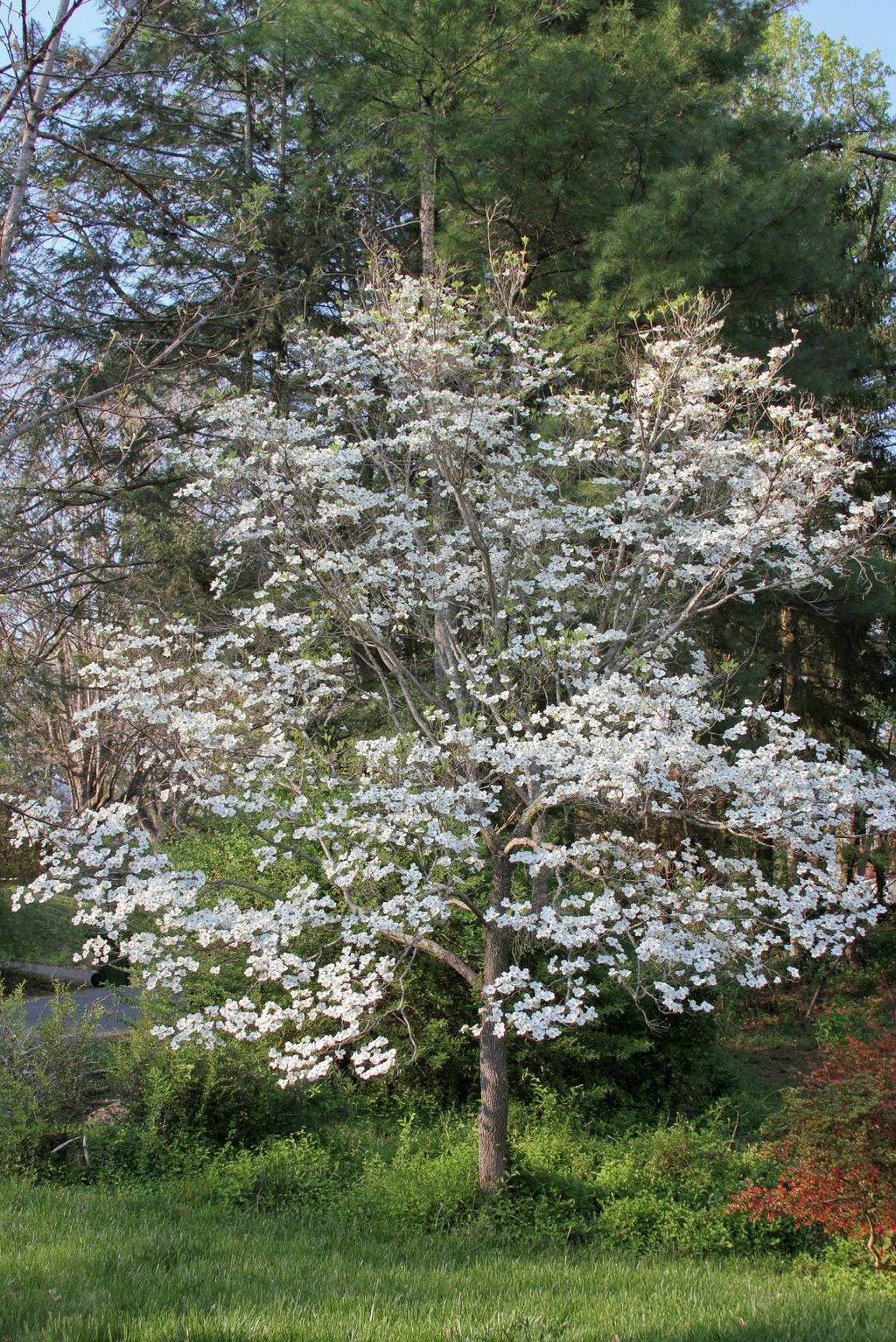 Dogwood Tree Food When And How To Fertilize Dogwoods Gardening Know How