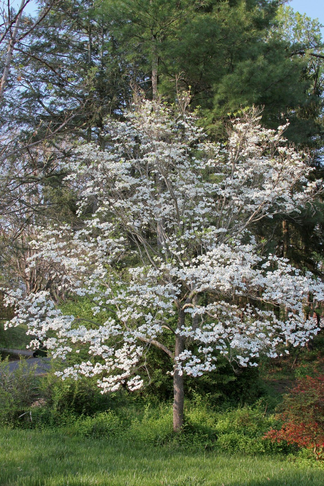 Single White Flowered Dogwood Tree