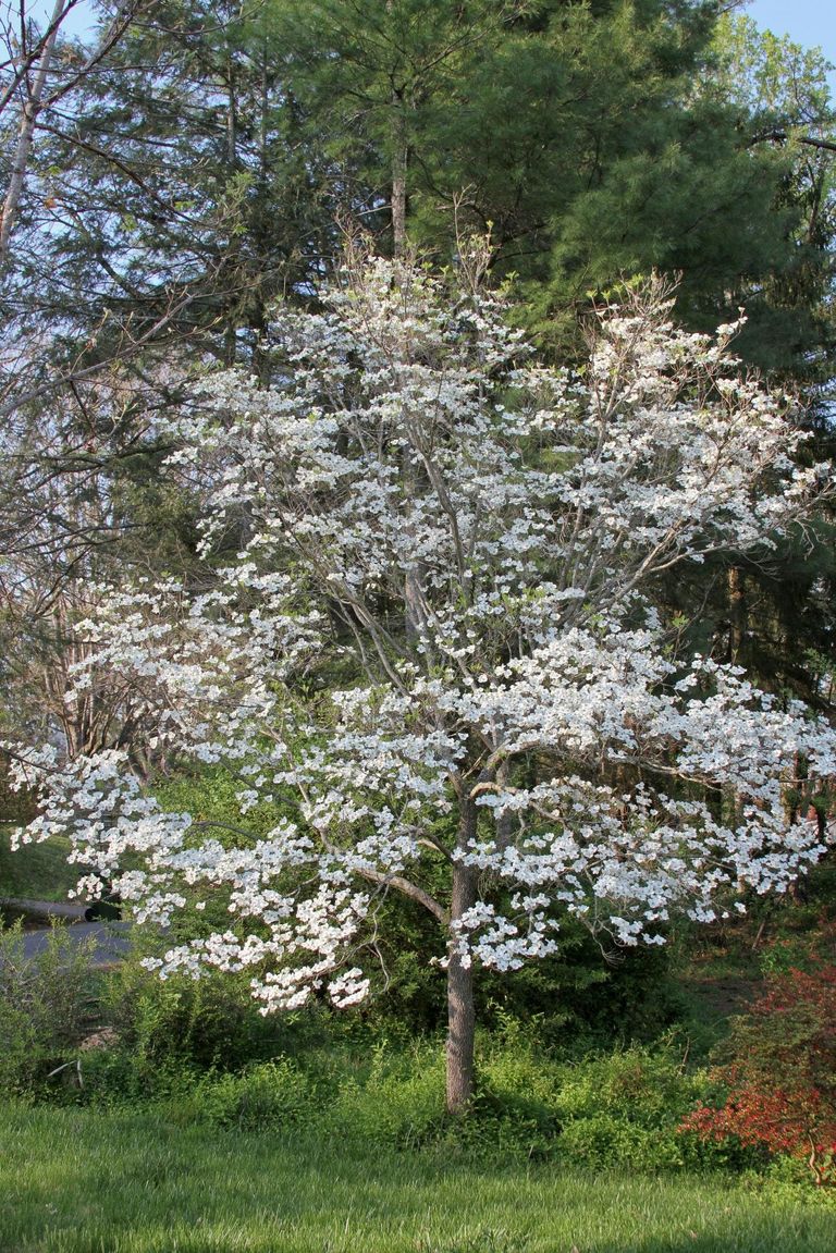 Dogwood Tree Food When And How To Fertilize Dogwoods Gardening Know How