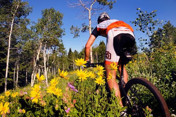 Wildflowers among the aspens out on course
