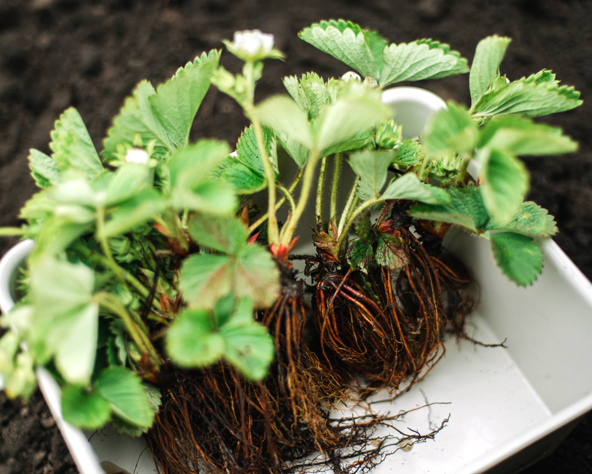 Small strawberry plants being propagated