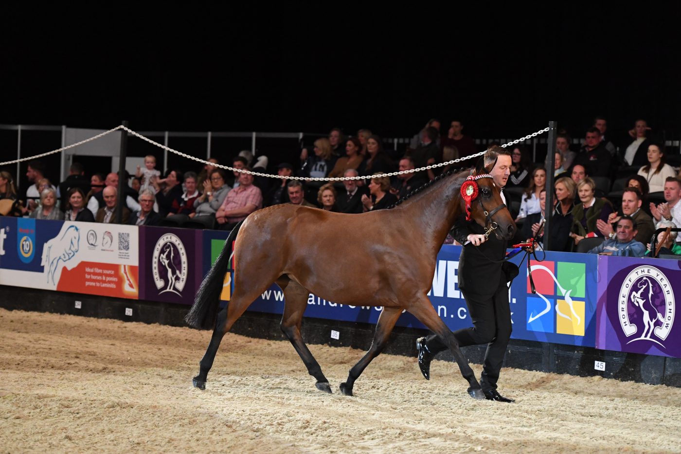 HorseNo1187_HOYS_PN19_150701-e1570528476694.jpg