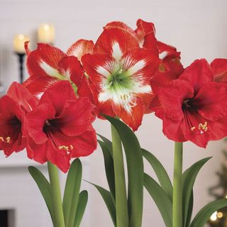 amaryllis Season's Greetings with red flowers