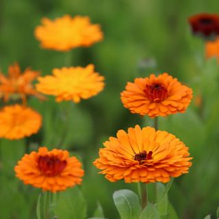 English marigold, marigold, pot marigold