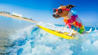 jack russell dog surfing on a wave , on ocean sea on summer vacation holidays, with cool sunglasses and flower chain