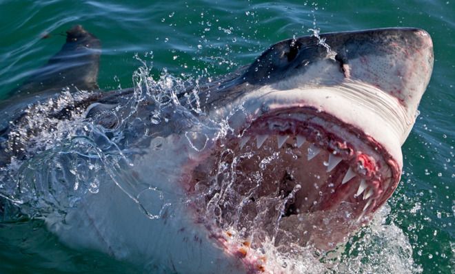The history of Shark Week: How the Discovery Channel both elevated and ...