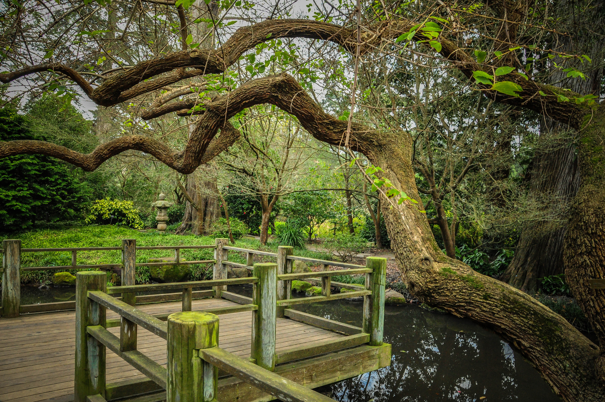 Tree and footbridge over lake in Japanese Friendship Garden of Kelley Park, San Jose, California, USA