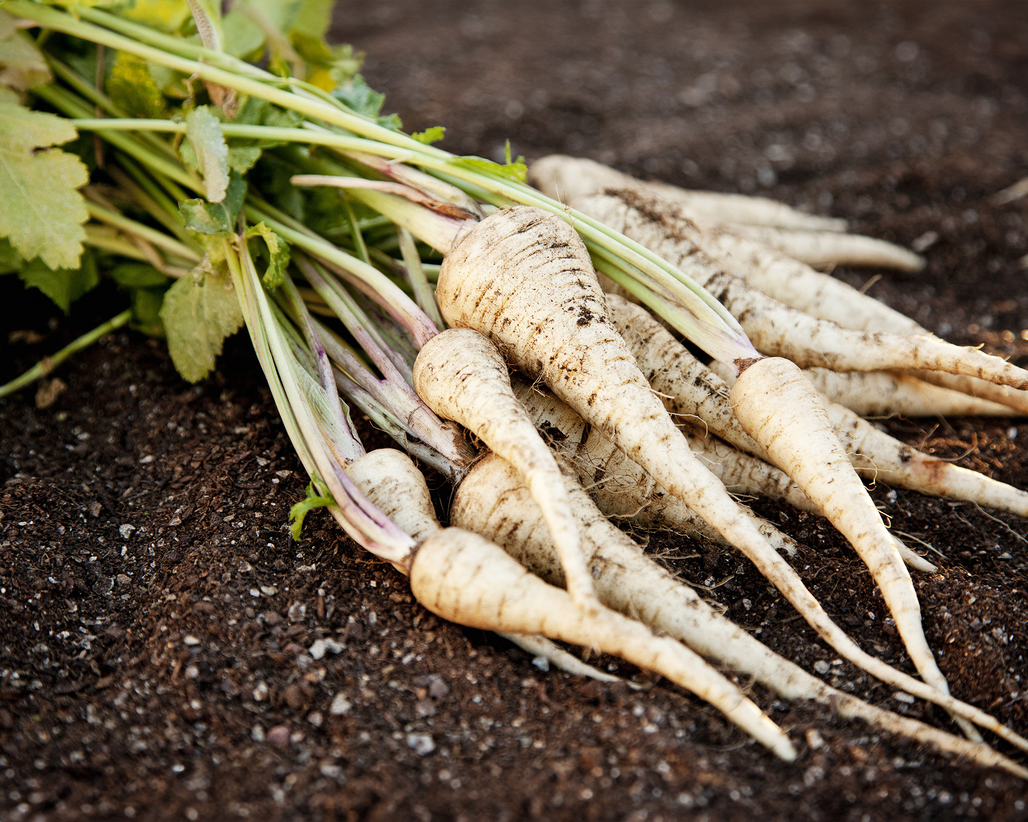 Freshly harvested parsnips
