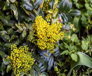 The joyful yellow flowers of mahonia