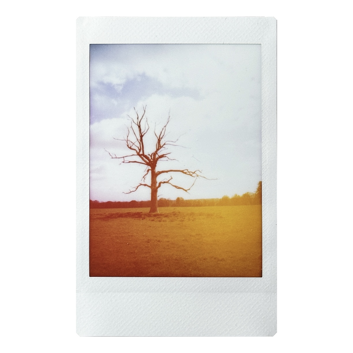 Fujifilm Instax Mini 99 instant print of a tree silhouette on crest of a hill with creative color effect