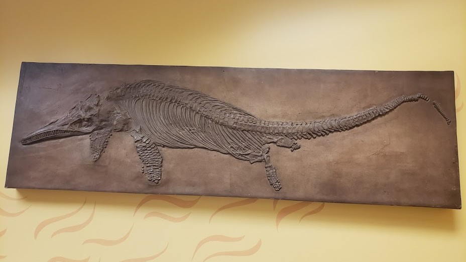 Ichthyosaur fossil at the North Carolina Museum of Natural Sciences.