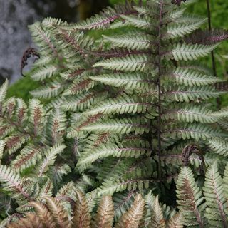 Athyrium niponicum var. pictum garden plant for shade