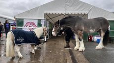 Hovis meets Lemon at Your Horse Live.