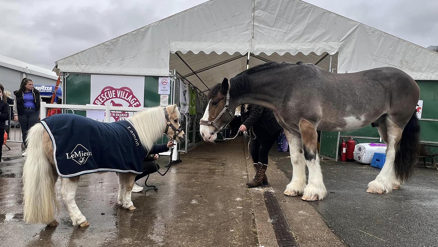 Hovis meets Lemon at Your Horse Live.