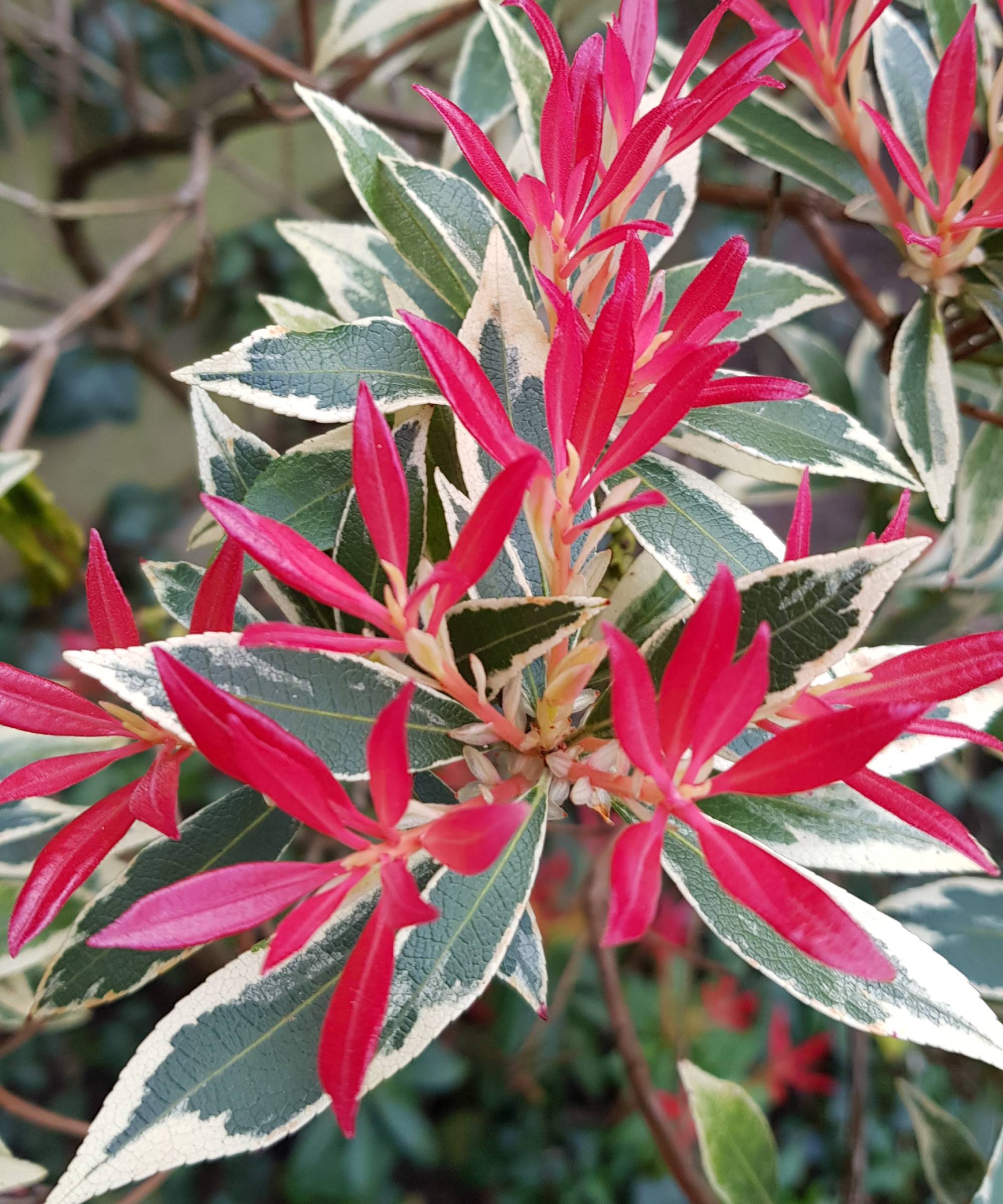 Bright red new foliage on Japanese Andromeda