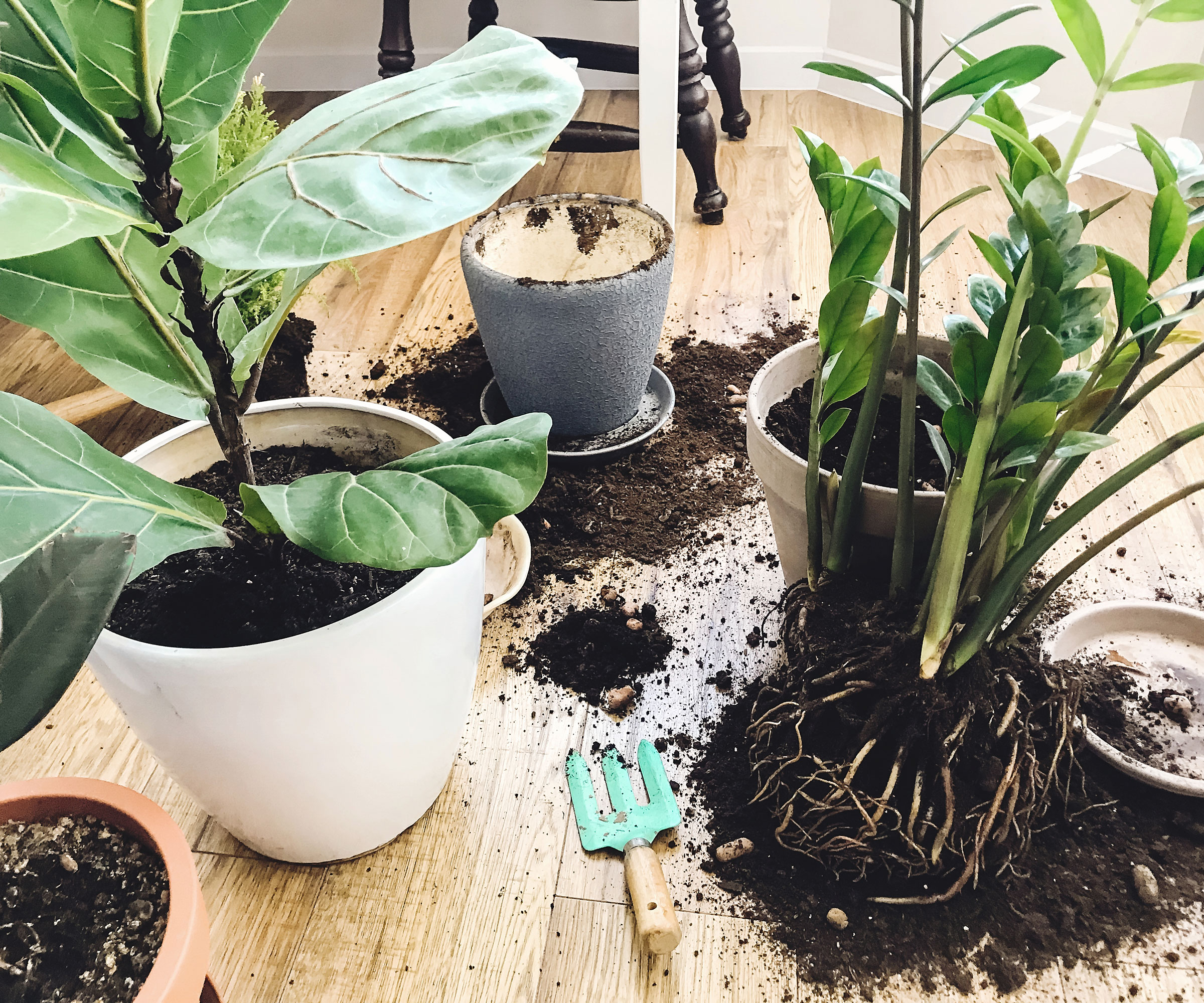 repotting houseplants on living room floor