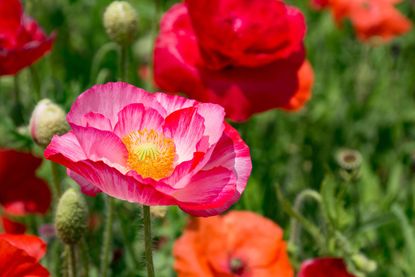 A beautiful, bright red Poppy flower in full bloom and growing in