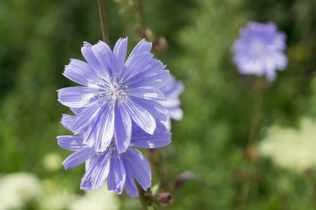 Chicory Flowers