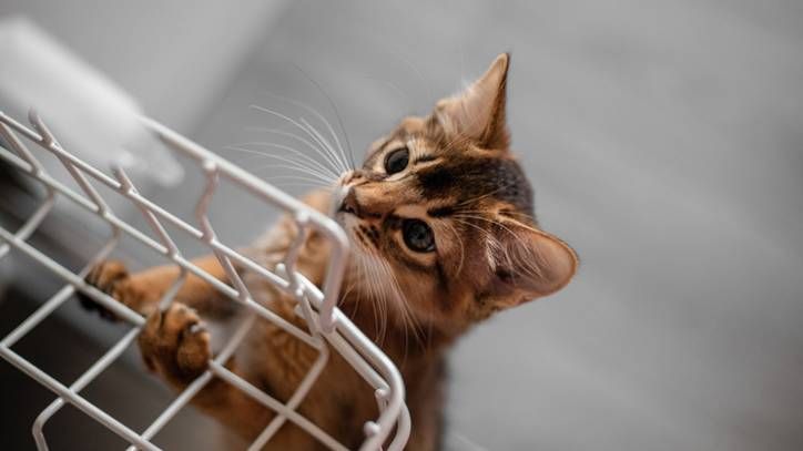 Curated visual reference: Picture Idea: Separation Anxiety In Cats Vet S Guide To Signs And