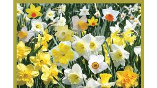 Daffodil Narcissus bulbs by Willard & May