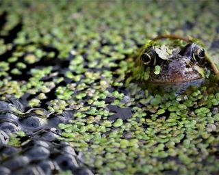 frog and frogspawn in a pond
