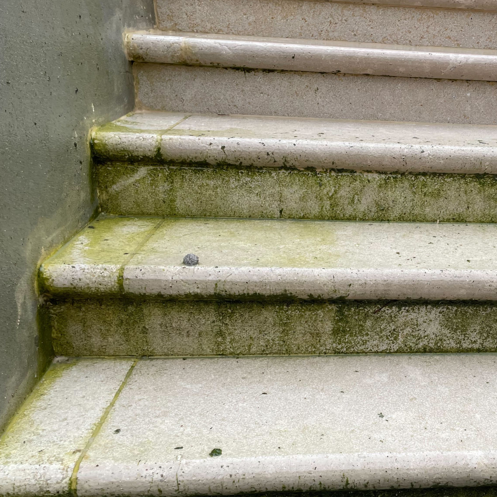 patio steps covered in algae and dirt