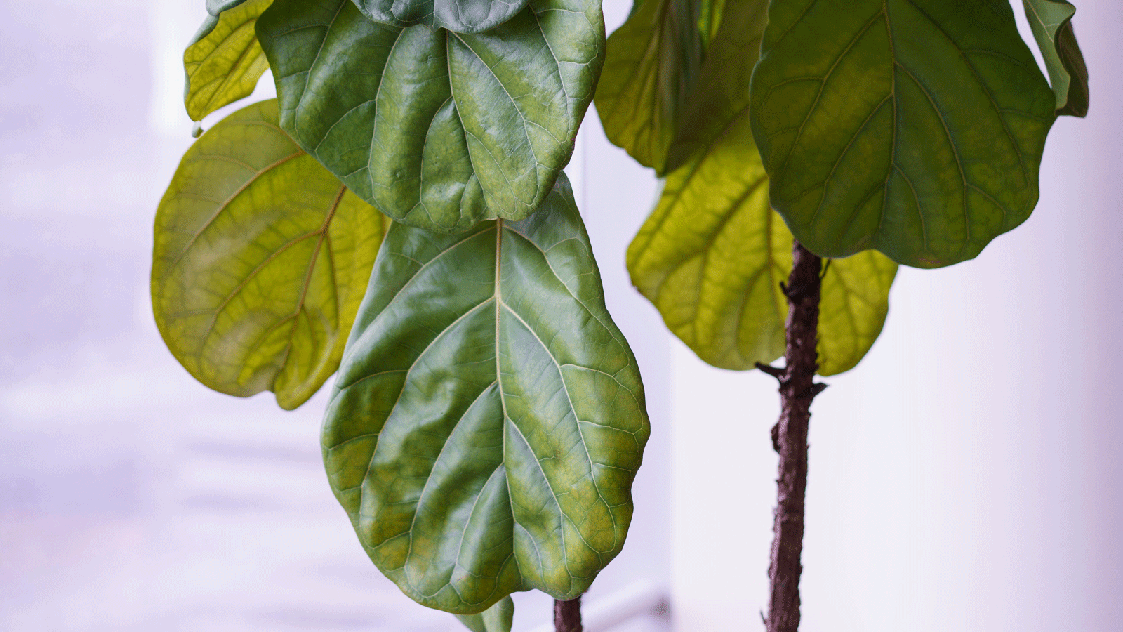 Fiddle leaf fig root rot common signs, plus how to solve it