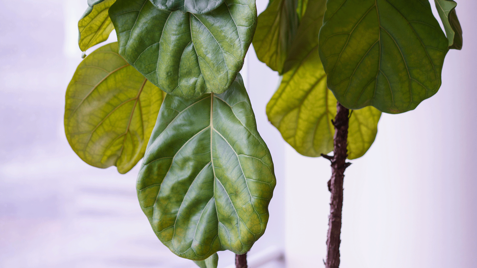 fiddle leaf fig plant with yellow leaves