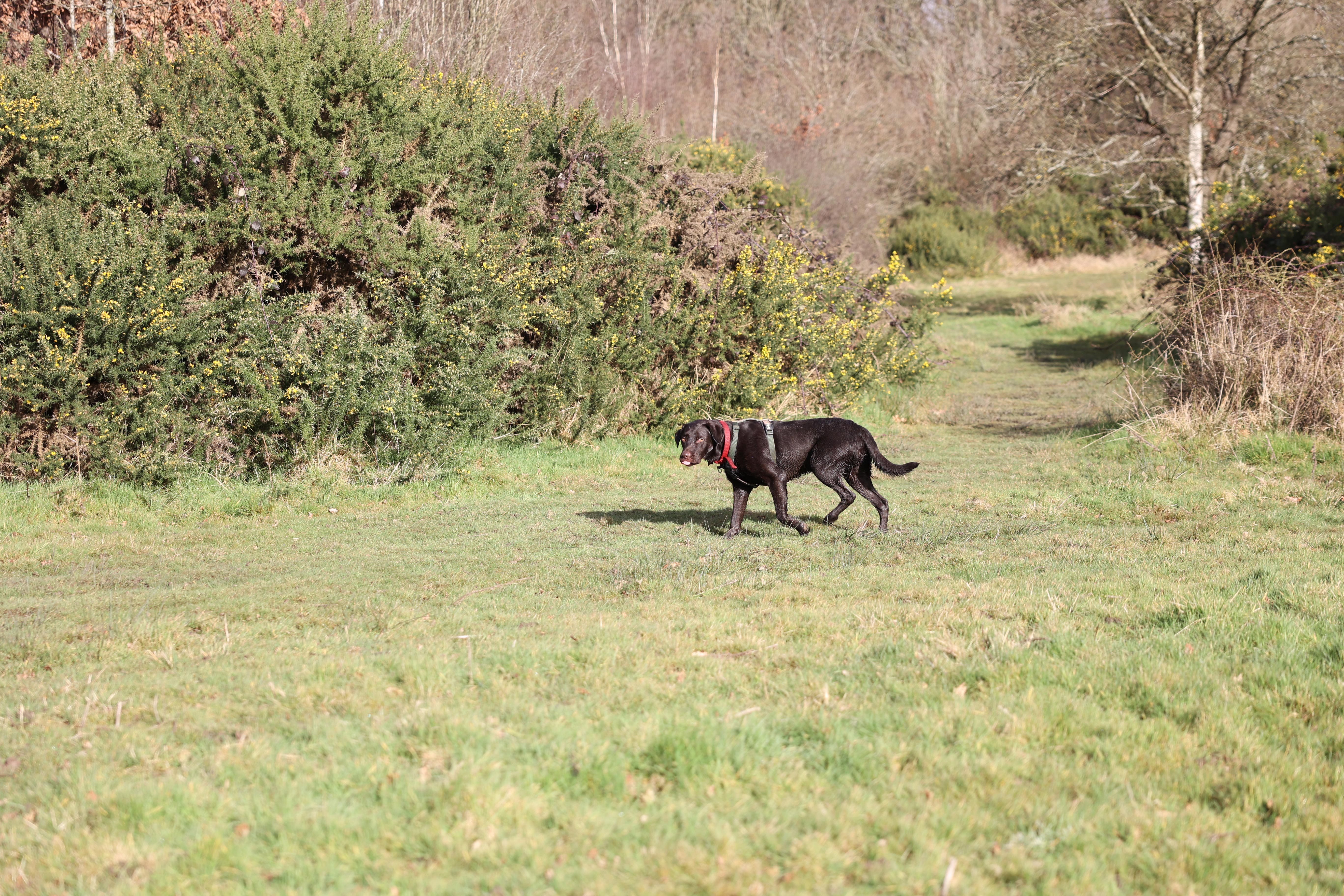 A shot taken with the Canon EOS R6. It shows a Labrador dog standing in a field