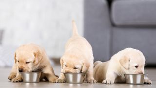 Three puppies eating from three bowls