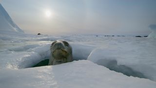A weddell seal peeks out from an ice hole in Frozen Planet II
