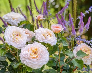 Emily Brontë rose from David Austin Roses in bloom