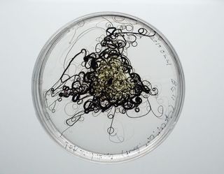 filamentous cyanobacterium oscillatoria