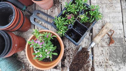 compost vs mulch: pots for planting with compost