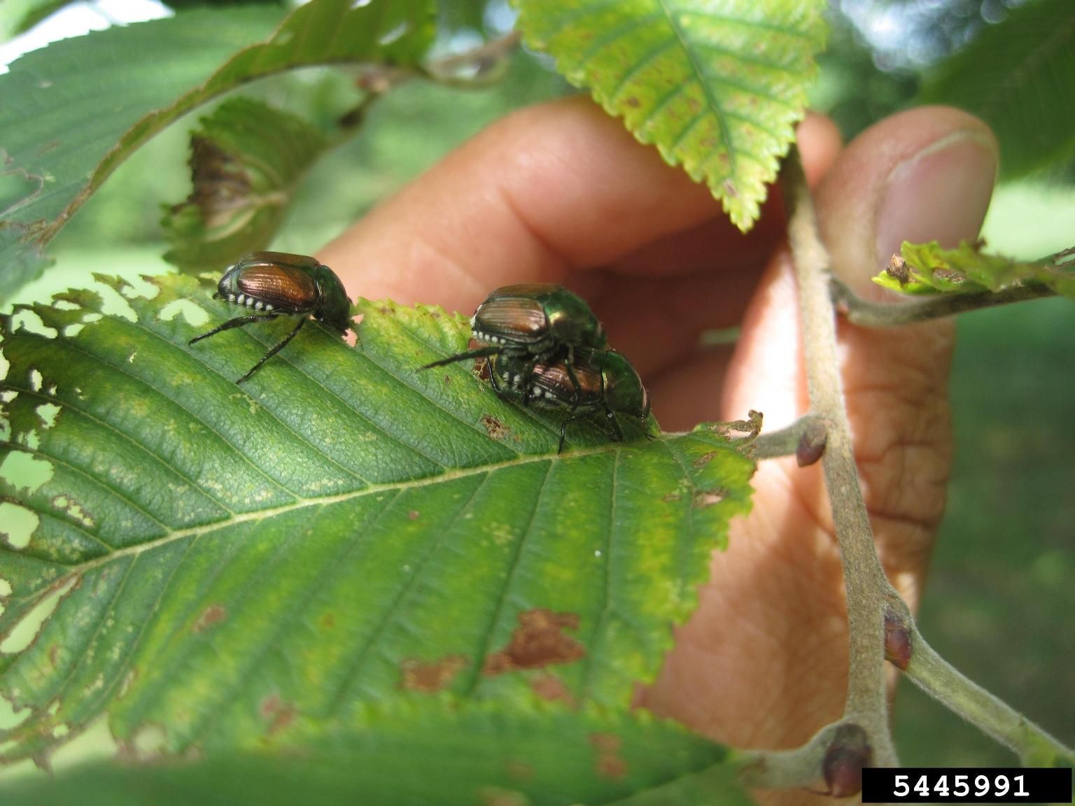 Advance Scout Beetles In Gardens - How Scouts For Japanese Beetles