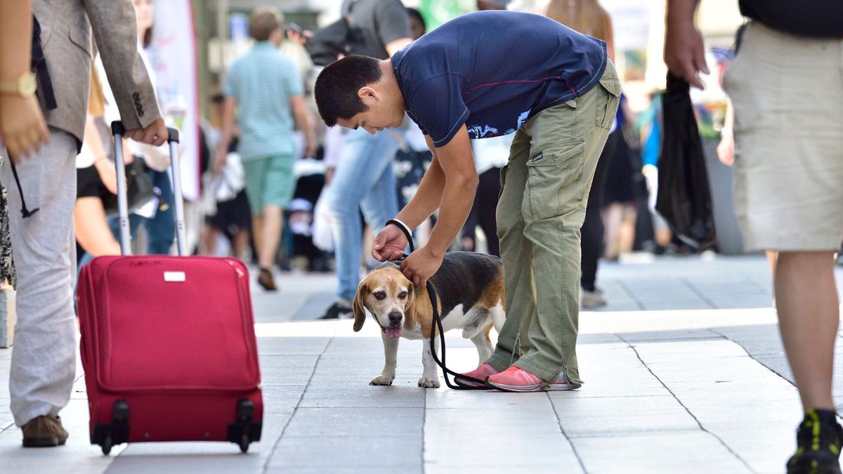 Dog being put on leash in busy place