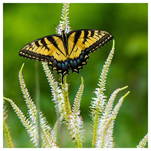 Everwilde Farms - 2000 Culver's Root Native Wildflower Seeds - Gold Vault Seed Packet