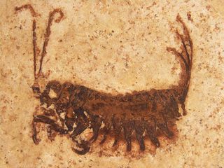 Frankenstein Fossil Insect Larva