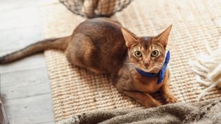 Abyssinian cat with blue ribbon around neck sitting on mat, one of the most playful cat breeds