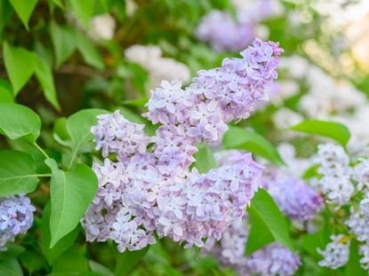 Close up of light purple lilac flowers blooming on a bush