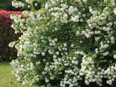 Snowball bush covered in white flowers
