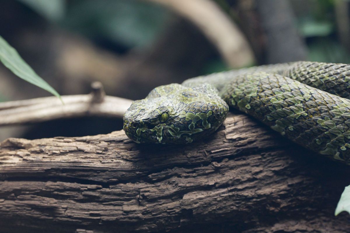 Snake curled up on a tree branch