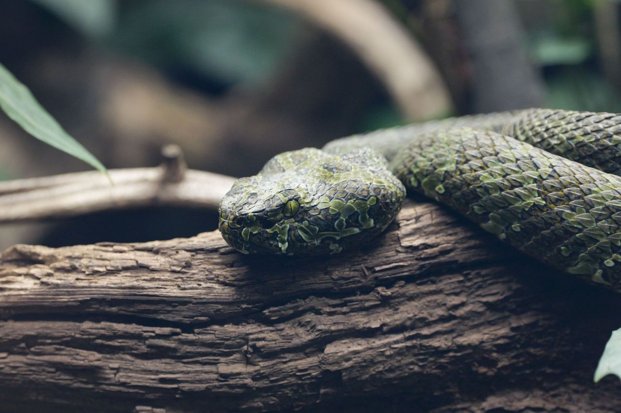 Snake curled up on a tree branch