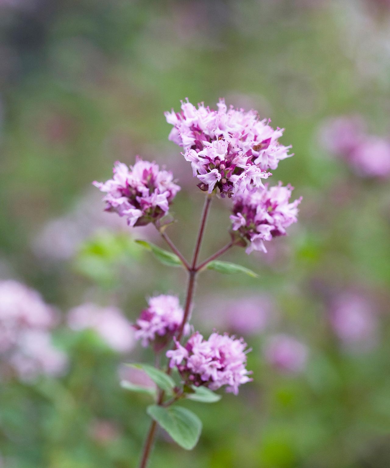 Best rabbitrepellent plants 14 top choices for your yard Gardeningetc