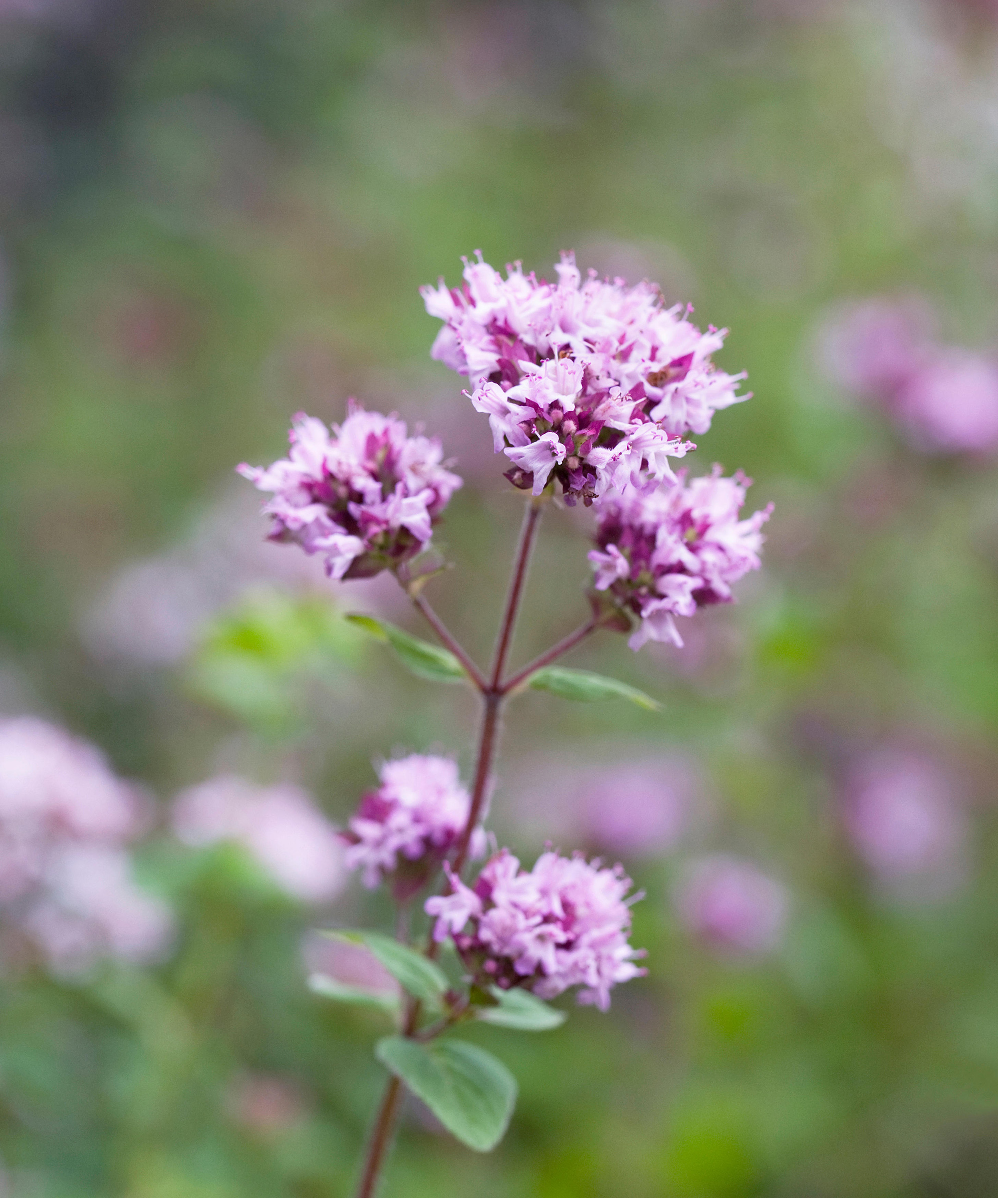 Origanum laevigatum ‘Herrenhausen'